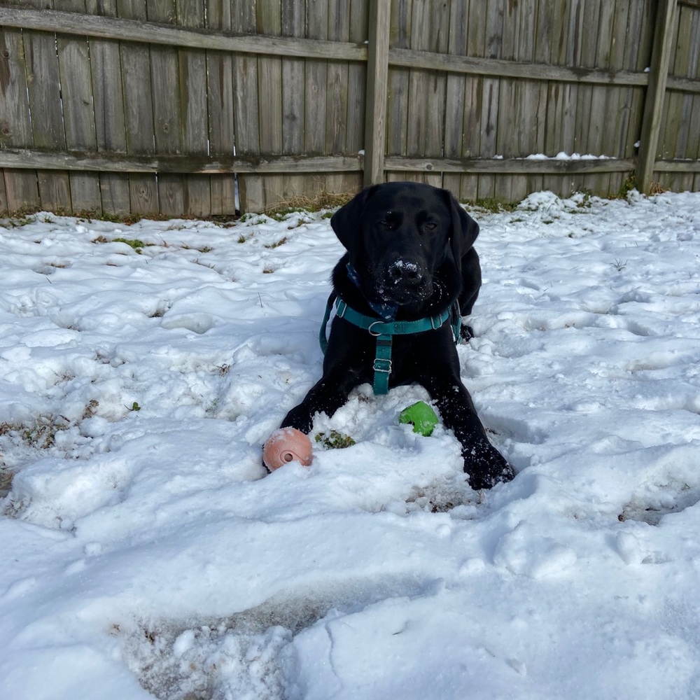 Meet your Posher, Maddie